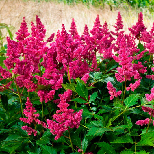 Astilbe 'Veronica Klose' False Spirea