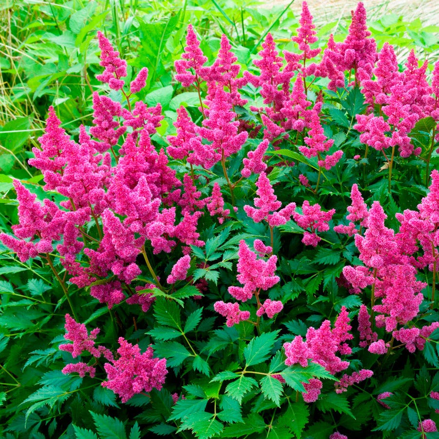 Astilbe 'Veronica Klose' False Spirea