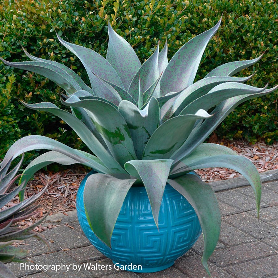 Mangave Mad About Mangave® 'Aztec King'