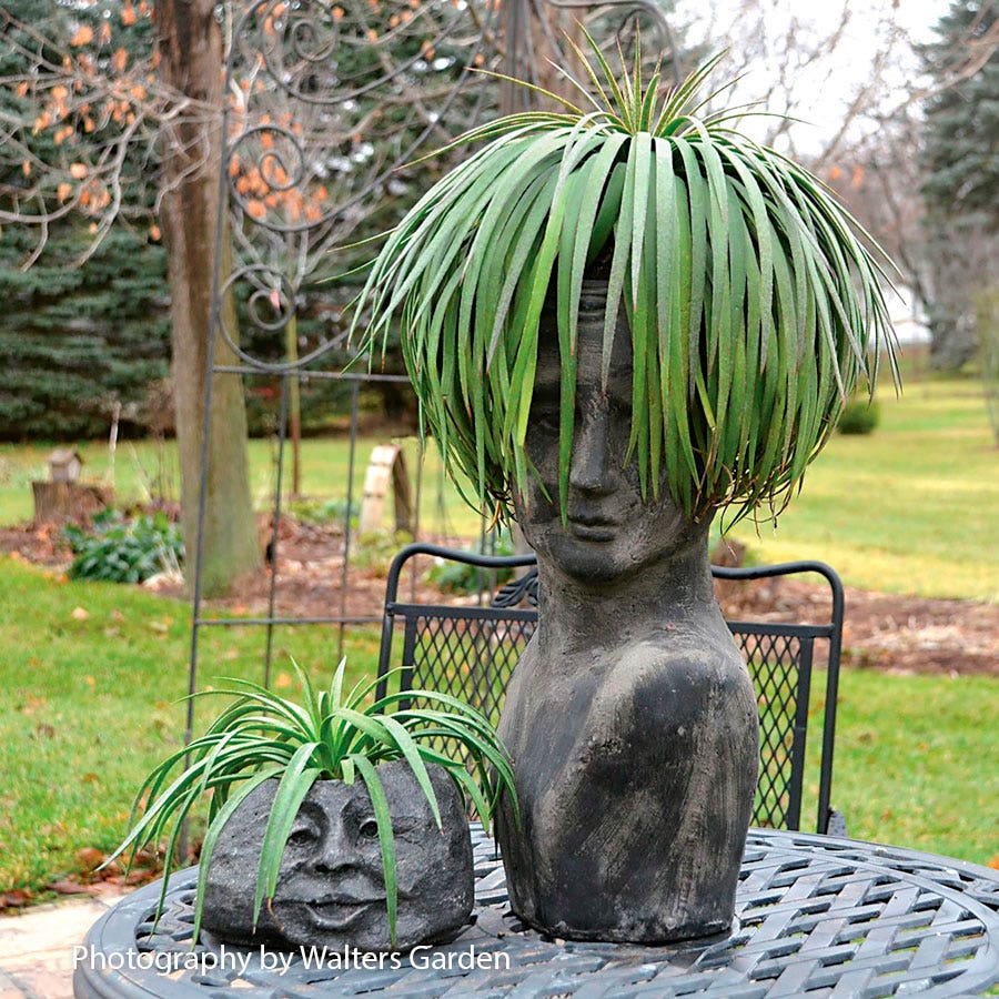 Mangave Mad About Mangave® 'Bad Hair Day'