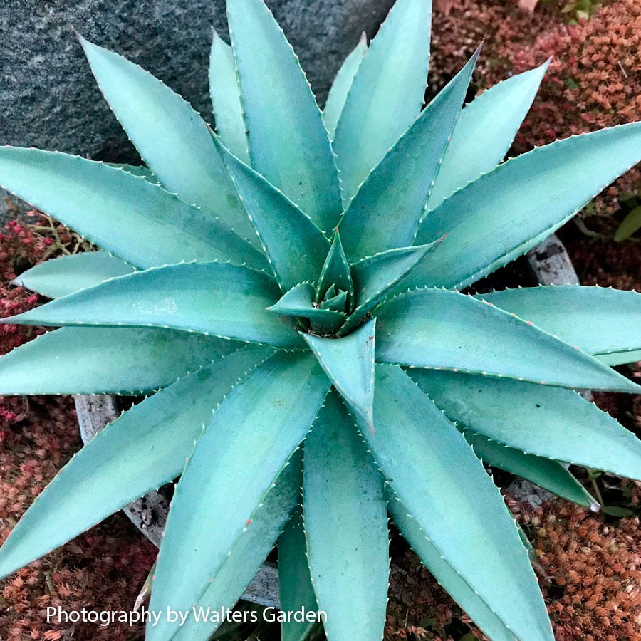 Mangave Mad About Mangave® 'Frosted Elegance'