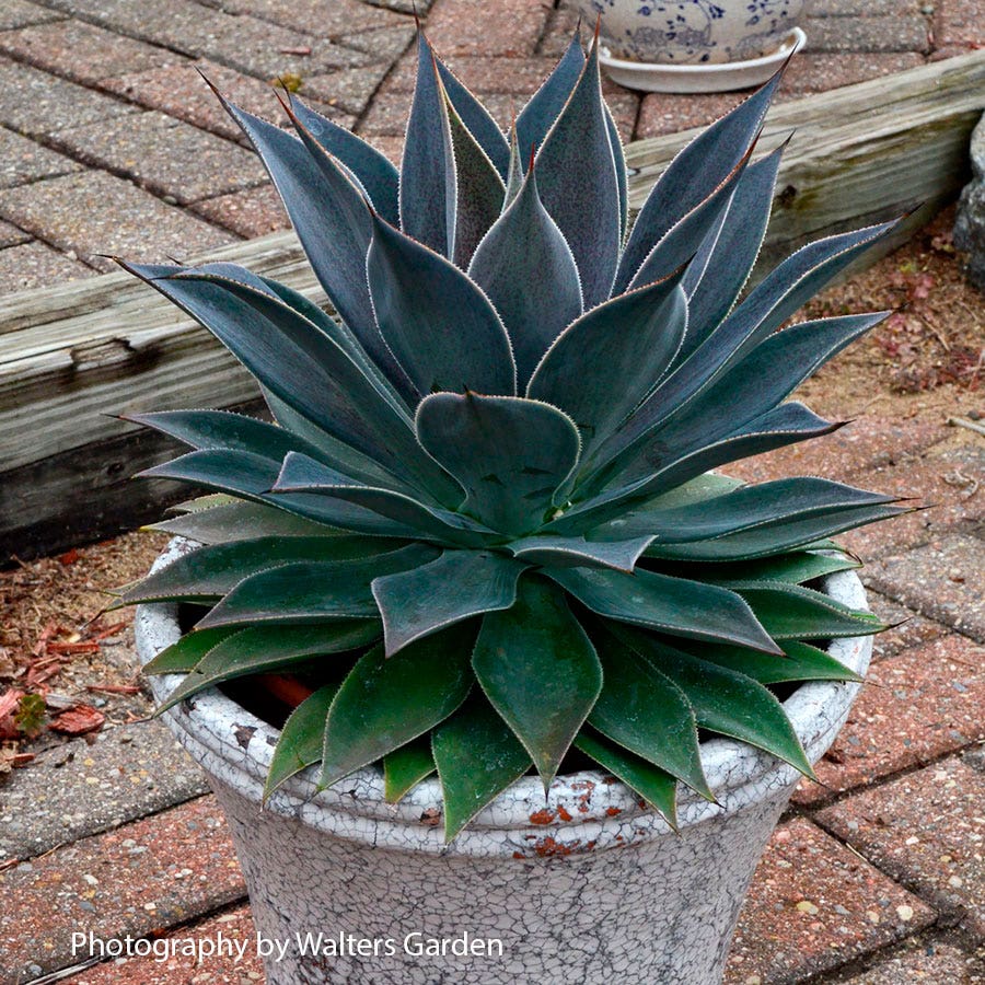 Mangave Mad About Mangave® 'Frosted Elegance'