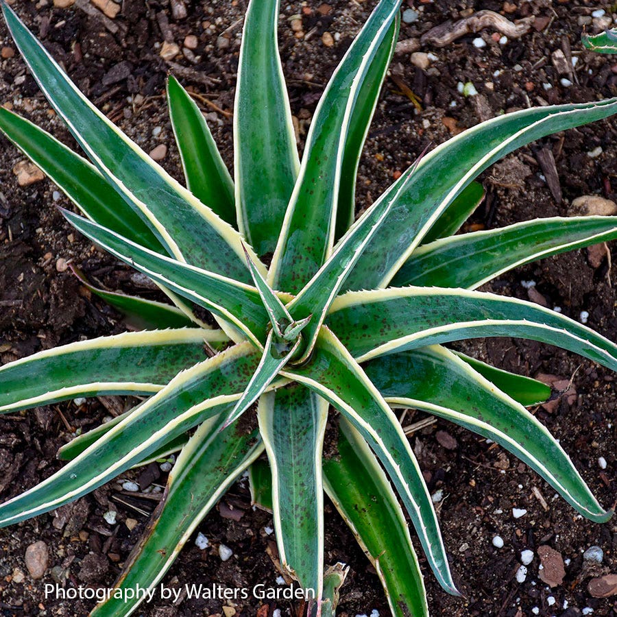 Mangave Mad About Mangave® 'Navajo Princess'