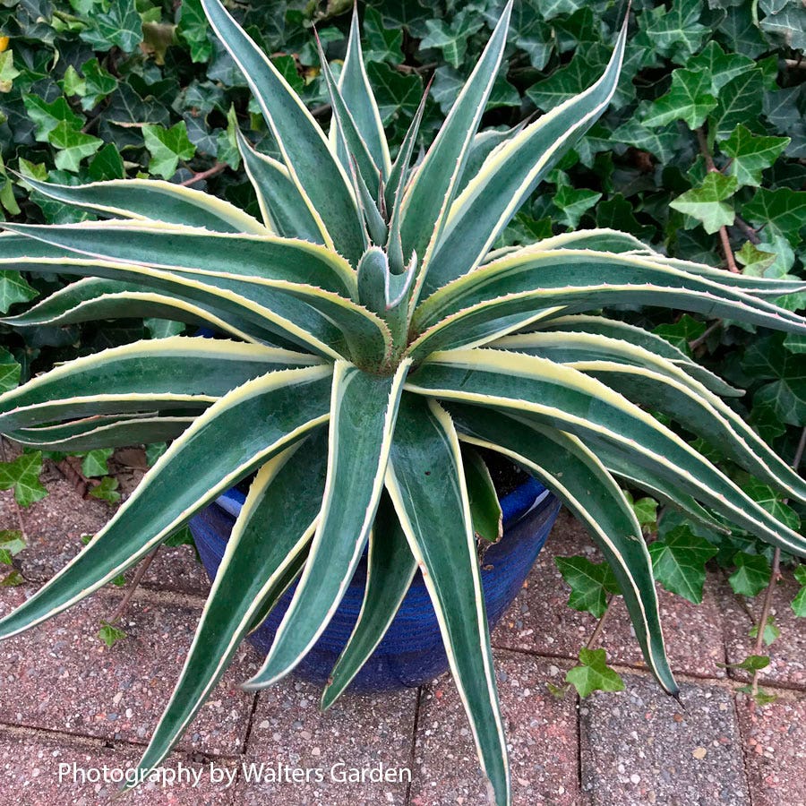 Mangave Mad About Mangave® 'Navajo Princess'