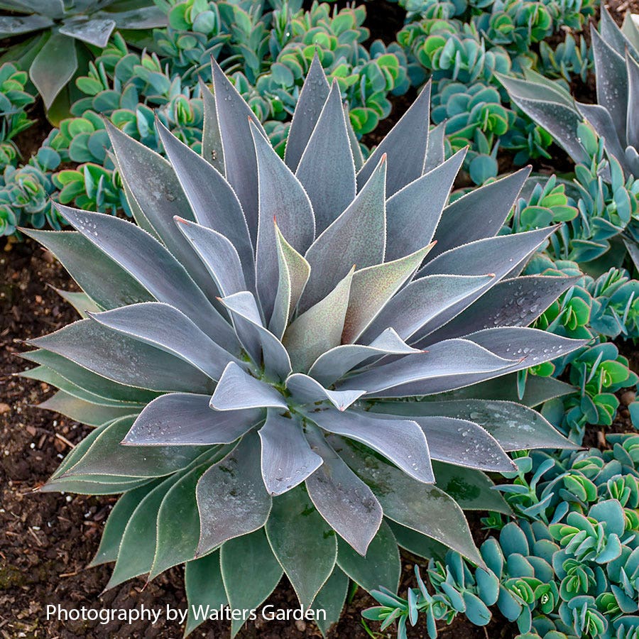 lady lavender seeds Mangave Mad About Mangave® 'Lavender Lady'