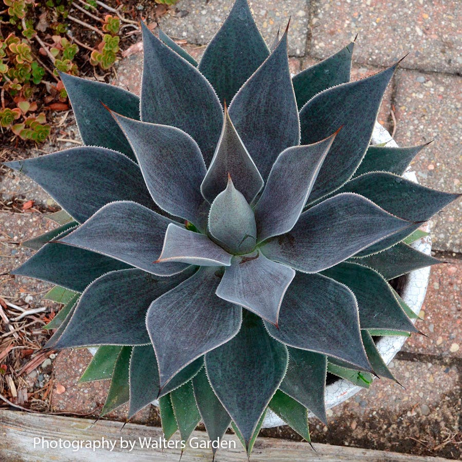 Mangave Mad About Mangave® 'Lavender Lady'