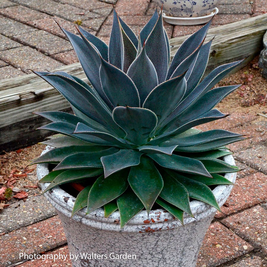 Mangave Mad About Mangave® 'Lavender Lady'
