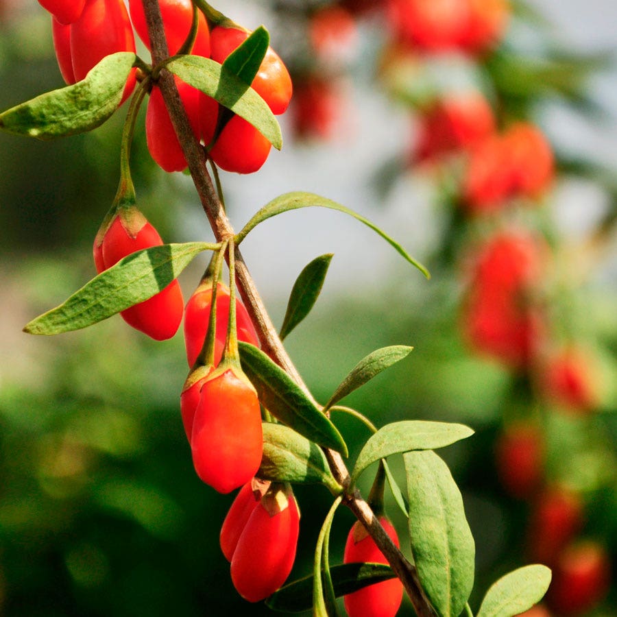 Lycium 'Firecracker' Goji Berry