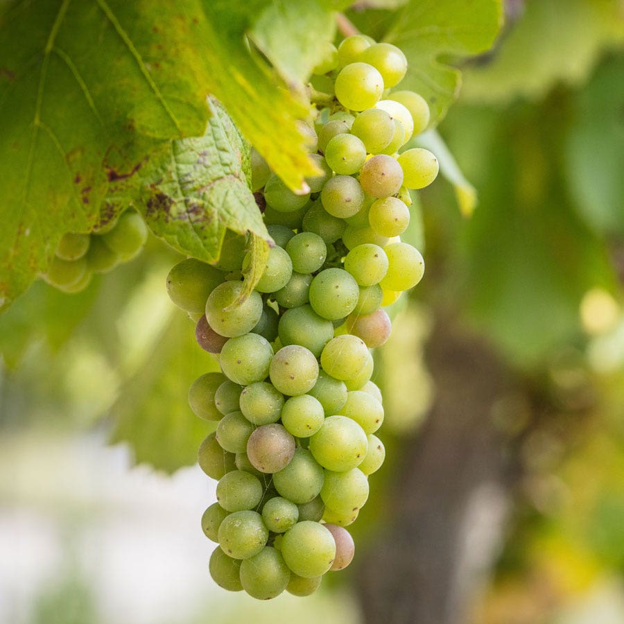 Vitis Niagara White Grape