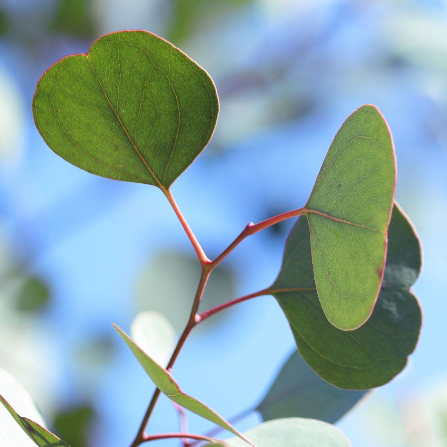 Eucalyptus polyanthemos Red Box