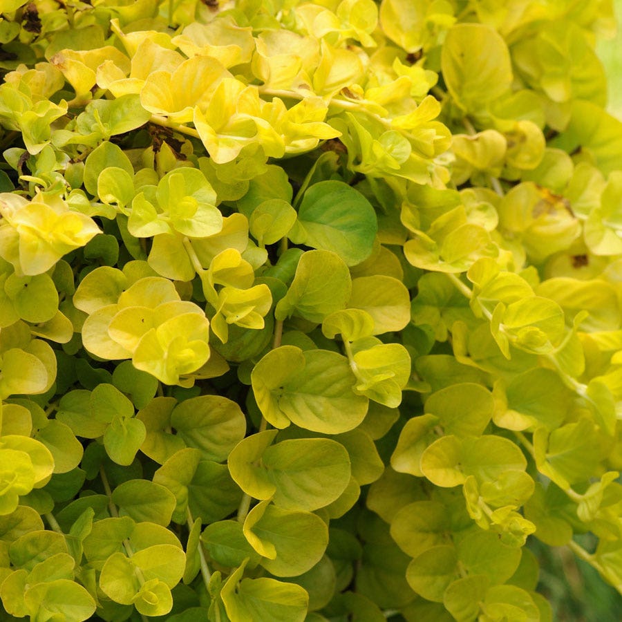 creeping jenny plant seeds Lysimachia Creeping Jenny | 1-Quart | Yellow