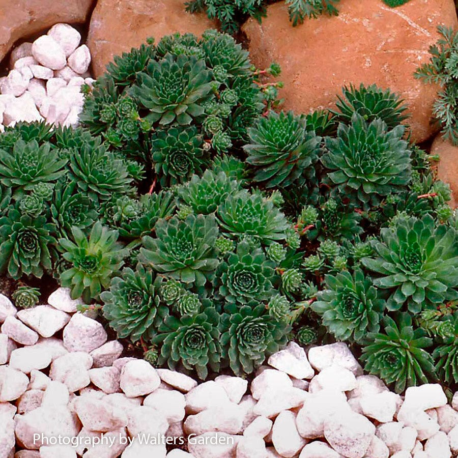 Sempervivum 'Pilioseum' Hens & Chicks