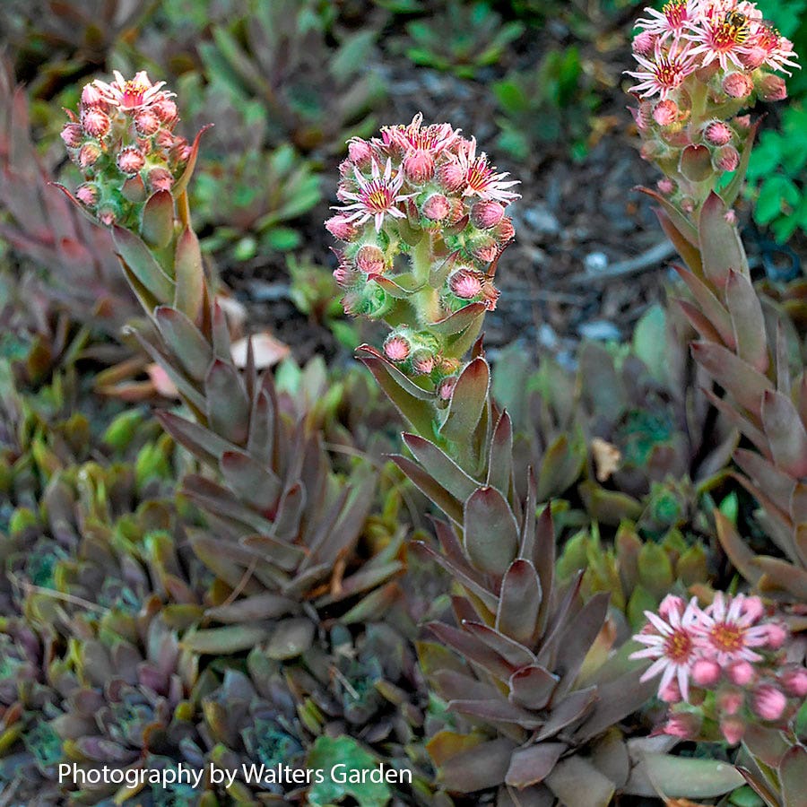 purple succulent pink flowers Sempervivum 'Purple Beauty' Hens & Chicks – Park Seed