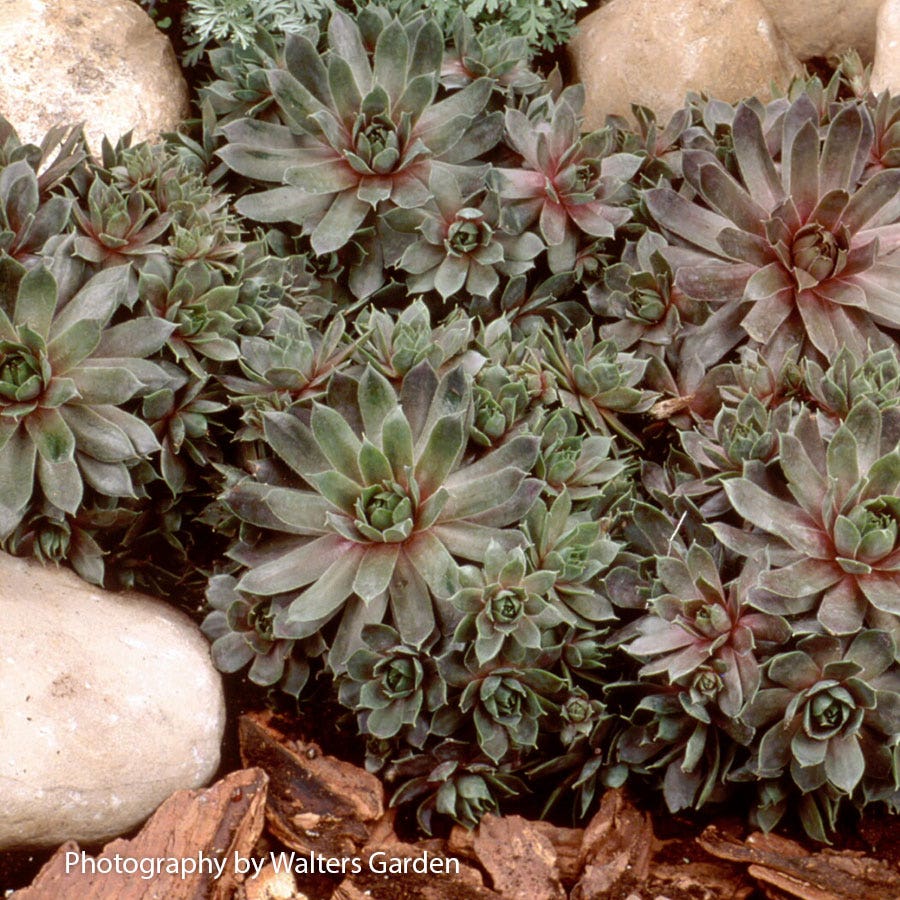 Sempervivum 'Purple Beauty' Hens & Chicks