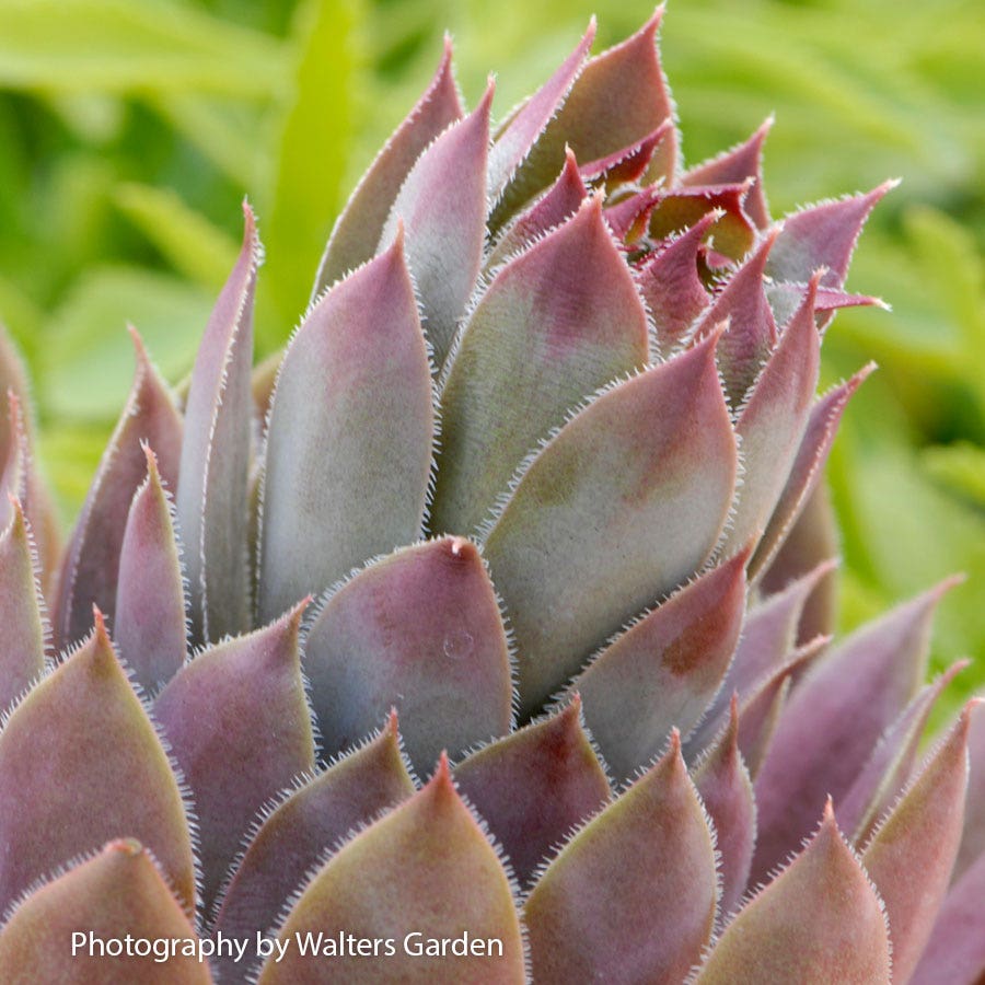 Sempervivum 'Purple Beauty' Hens & Chicks