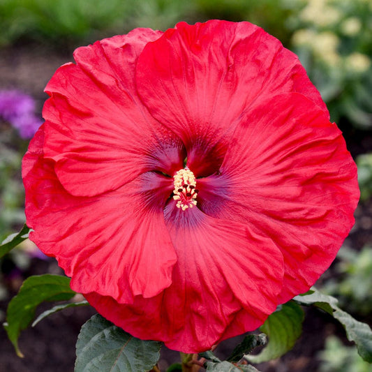 Hibiscus Summerific® 'Valentine's Crush' Rose Mallow