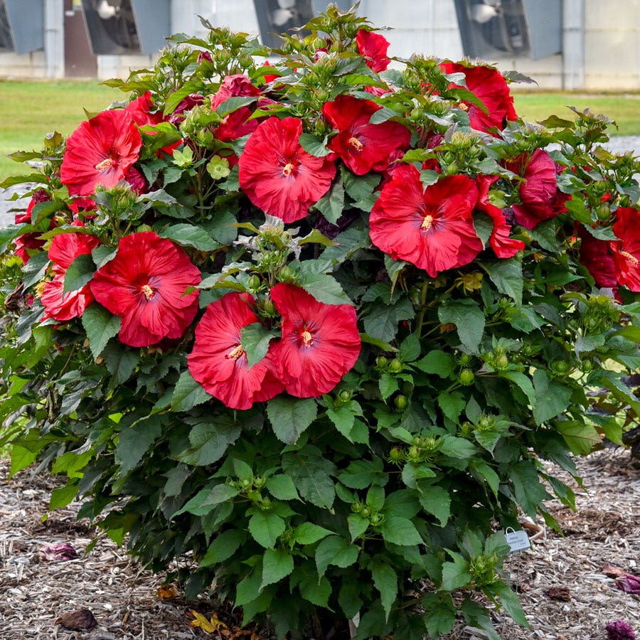 Hibiscus Summerific® 'Valentine's Crush' Rose Mallow