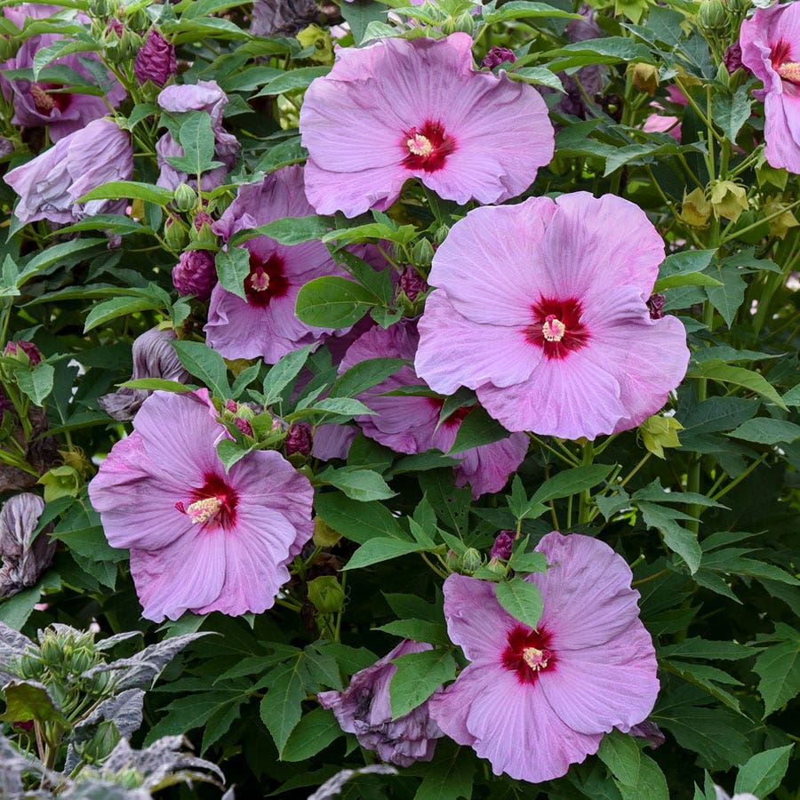 Hibiscus Summerific® 'Lilac Crush' Rose Mallow