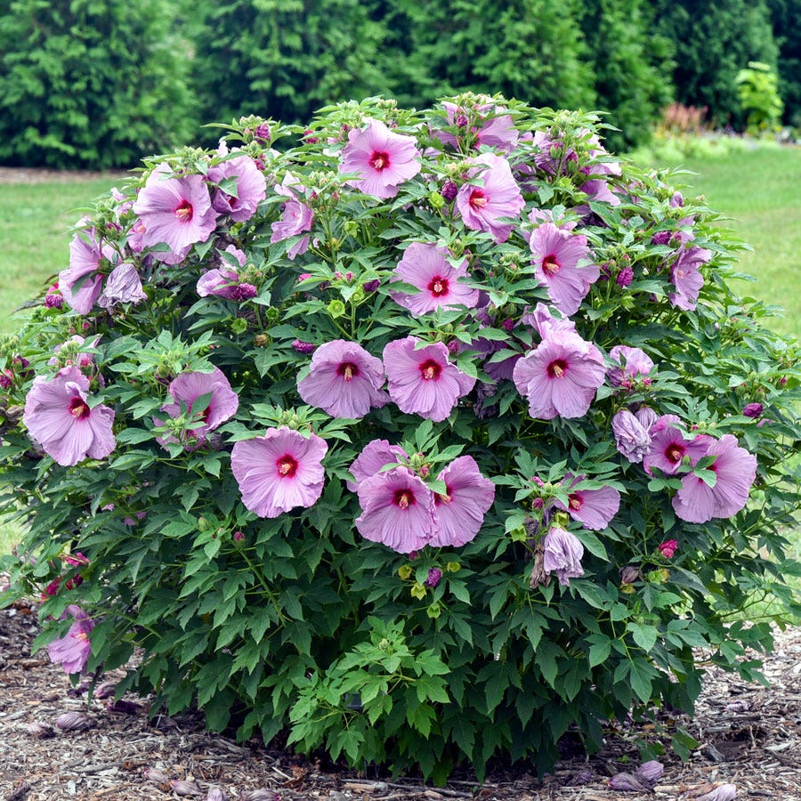 Hibiscus Summerific® 'Lilac Crush' Rose Mallow