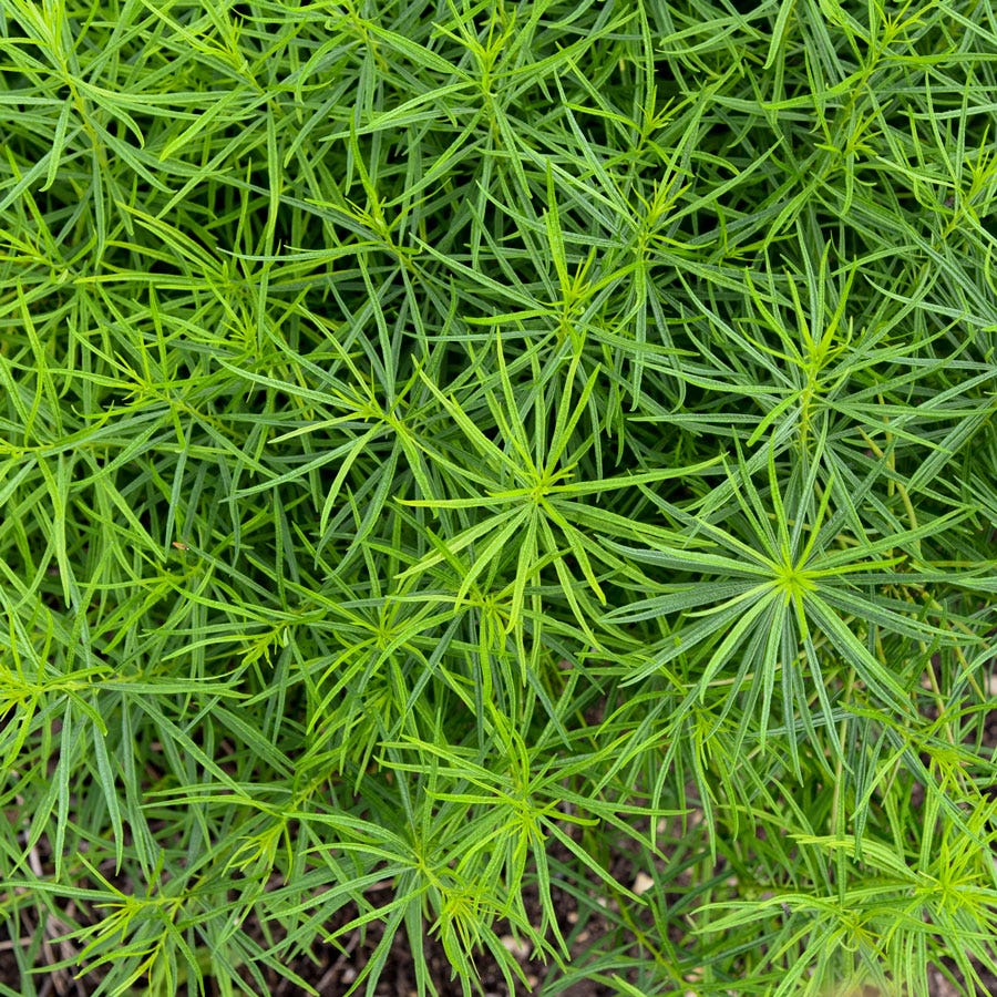 Amsonia 'String Theory' Bluestar