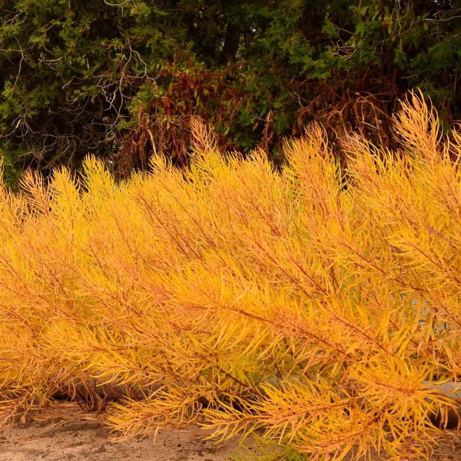 Amsonia 'String Theory' Bluestar