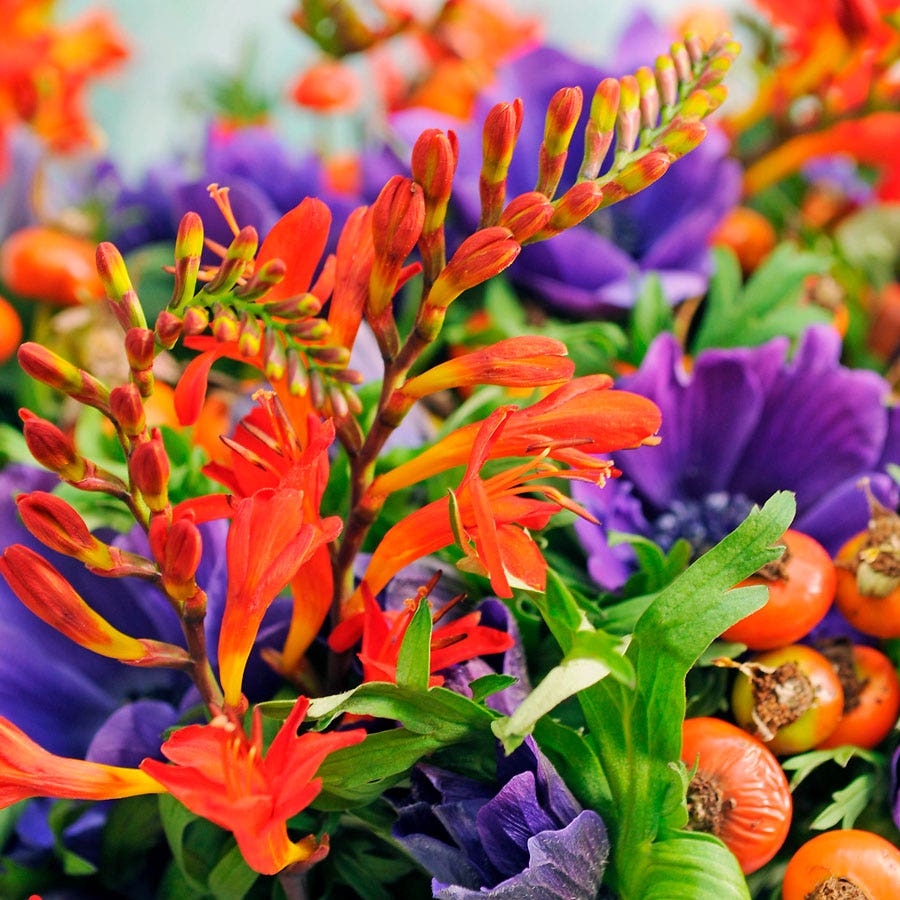 Crocosmia 'Emily McKenzie' Falling Stars Bulbs