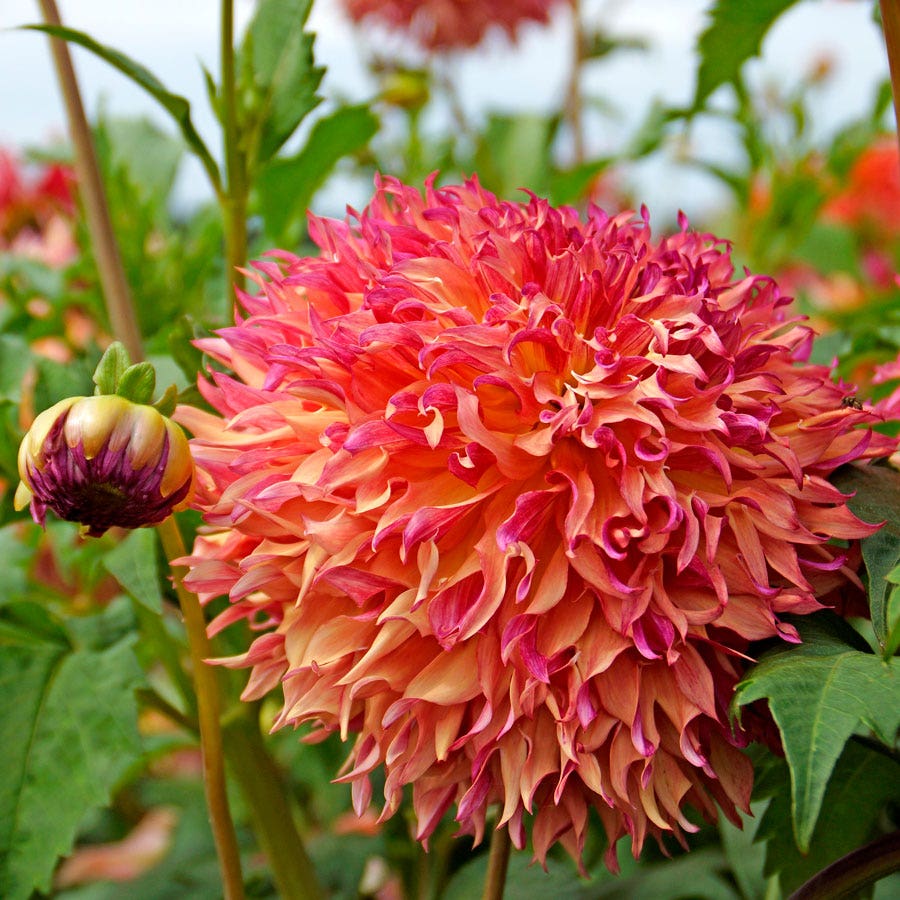 dinnerplate dahlia seeds Dahlia Myrtle's Folly Dinner Plate Dahlia Bulb