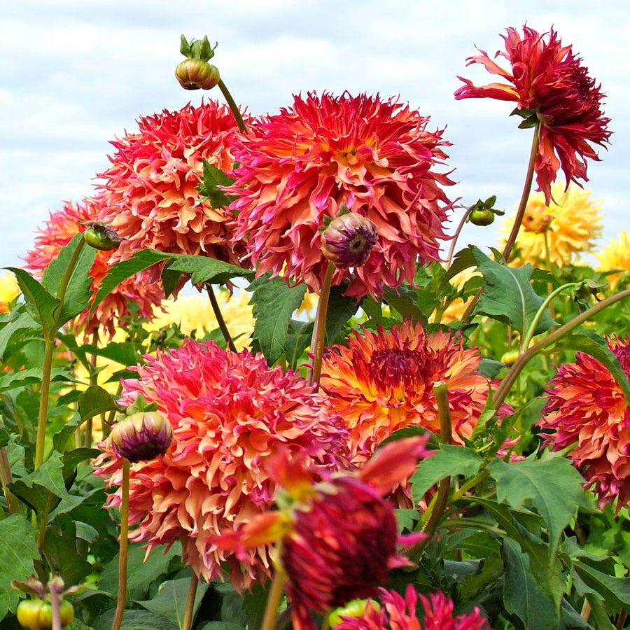 Dahlia Myrtle's Folly Dinner Plate Dahlia Bulb