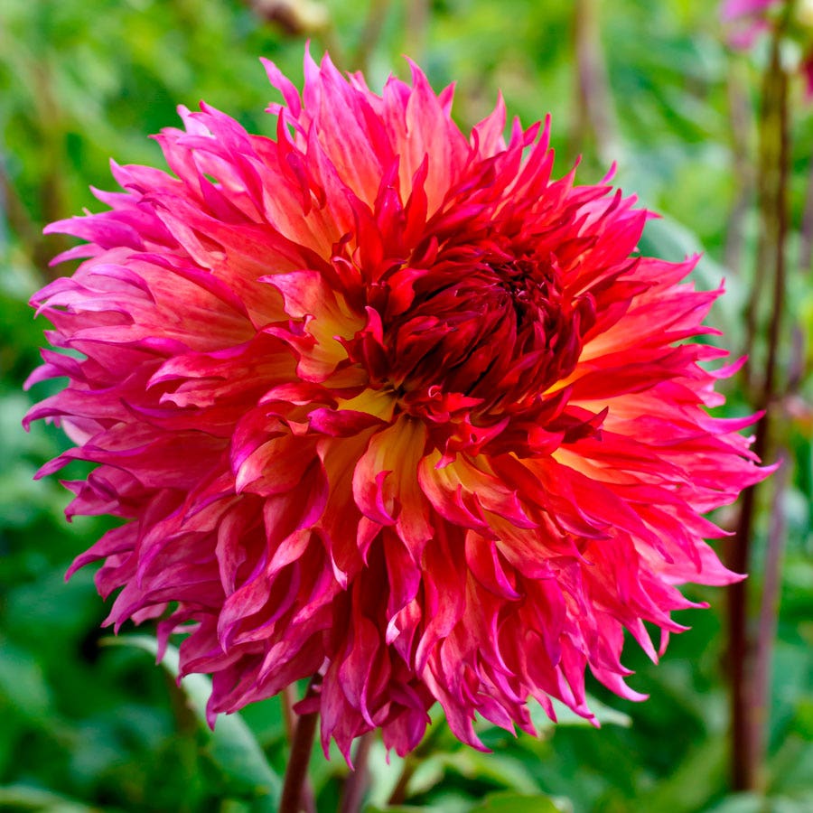 Dahlia Myrtle's Folly Dinner Plate Dahlia Bulb