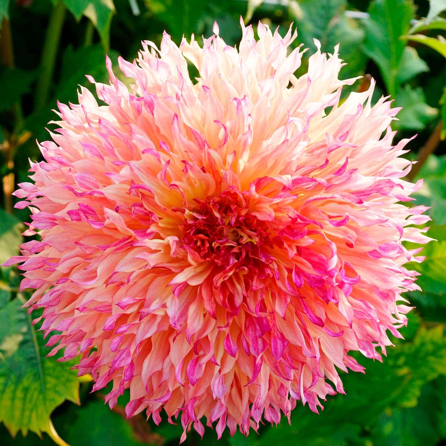 Dahlia Myrtle's Folly Dinner Plate Dahlia Bulb