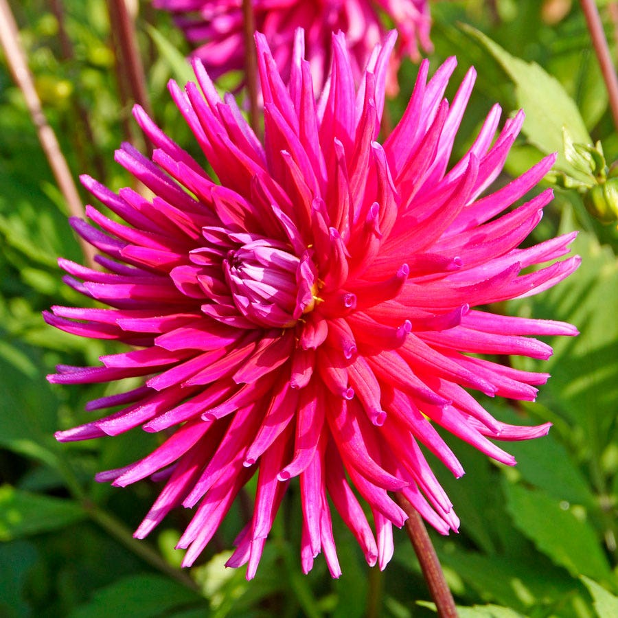 Dahlia 'Purple Gem' Cactus Dahlia Bulb