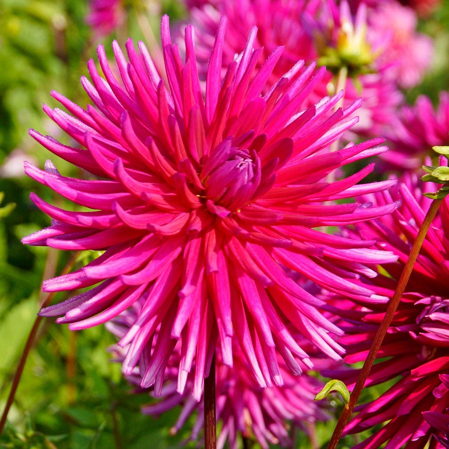Dahlia 'Purple Gem' Cactus Dahlia Bulb