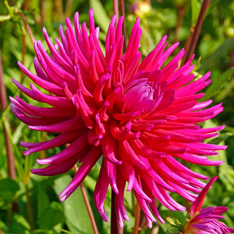 Dahlia 'Purple Gem' Cactus Dahlia Bulb