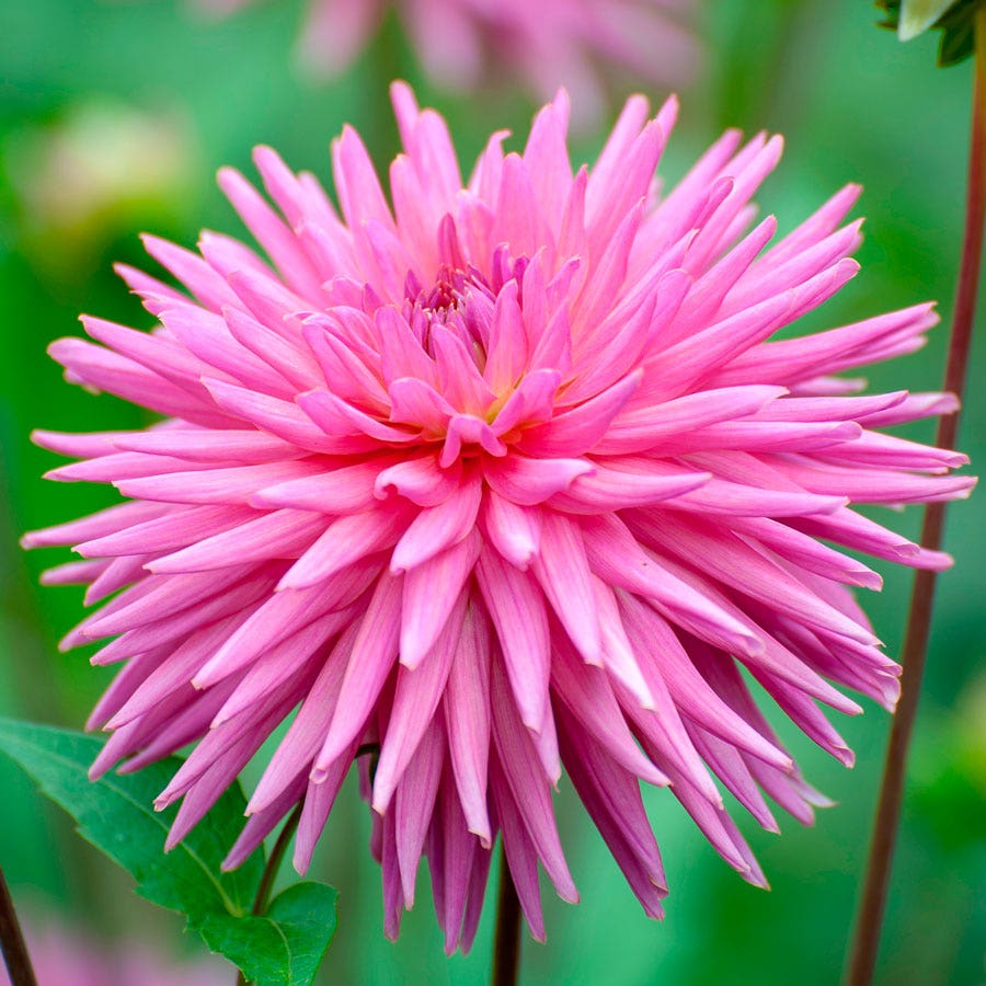 Dahlia 'Park Princess' Cactus Dahlia Bulb