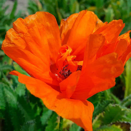 Papaver 'Harvest Moon' Poppy Bulb