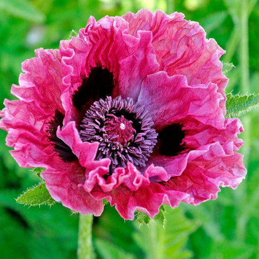 Papaver 'Central Park' Poppy Bulb