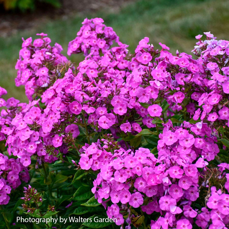 garden phlox seeds Phlox Garden Girls® 'Cover Girl' Garden Phlox