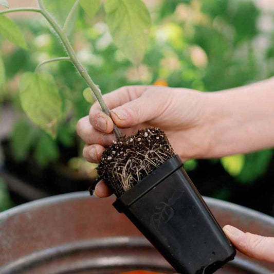 Seed Starter Pots 2.5 inches Black - extra strength