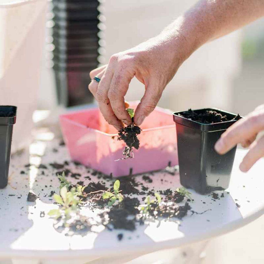 Seed Starter Pots 2.5 inches Black - extra strength