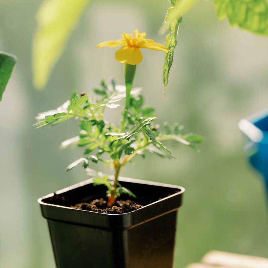 Seed Starter Pots 2.5 inches Black - extra strength