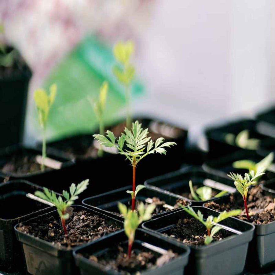 Seed Starter Pots 2.5 inches Black - extra strength