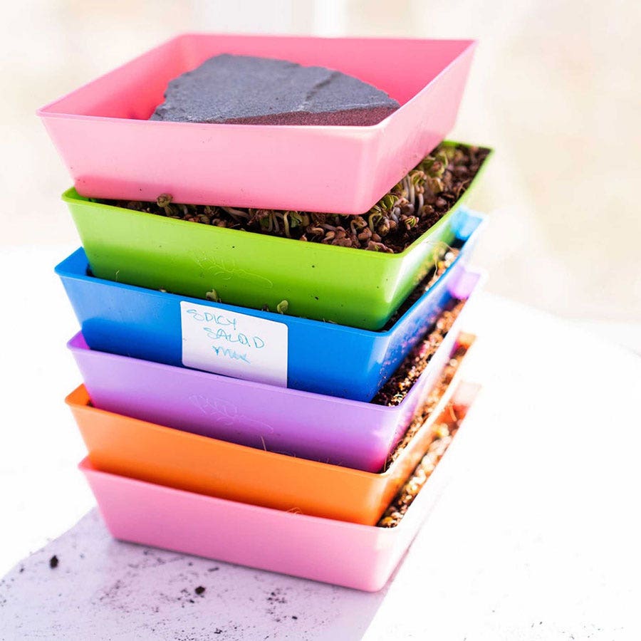 Microgreen 5x5 Trays Multicolor - holes, extra strength, shallow 1.25 inches deep