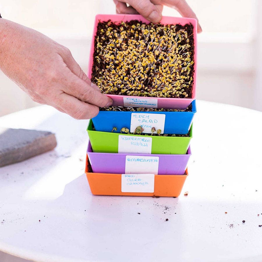 Microgreen 5x5 Trays Multicolor - holes, extra strength, shallow 1.25 inches deep