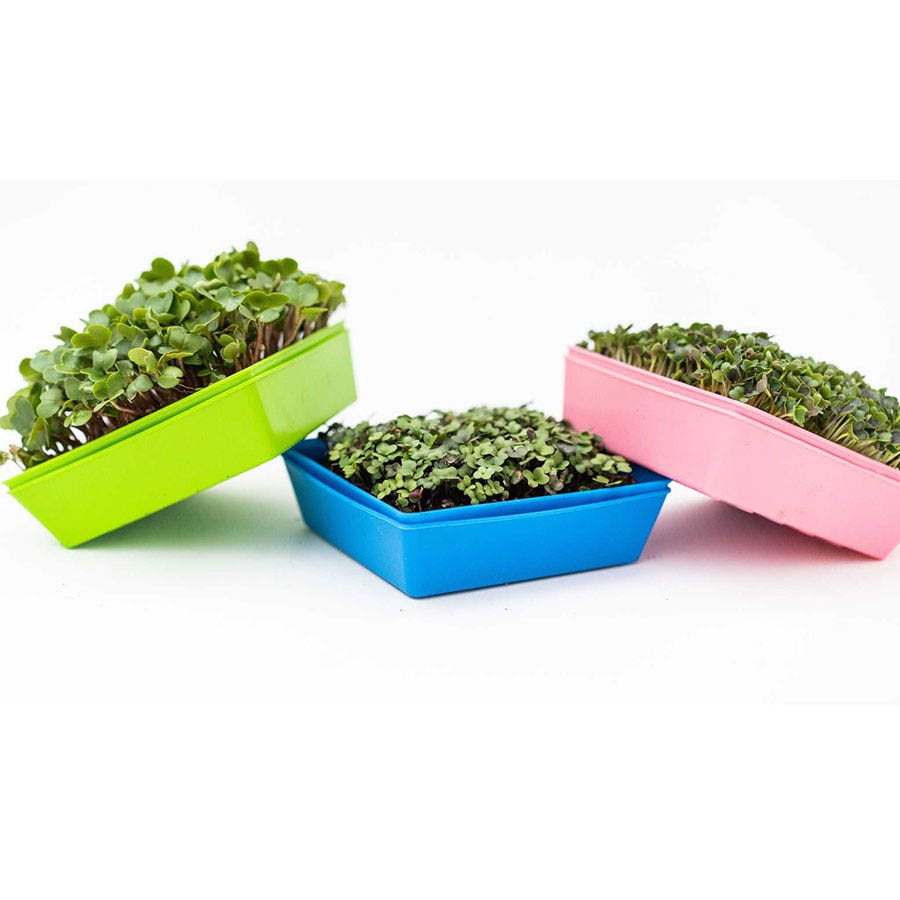 Microgreen 5x5 Trays Multicolor - holes, extra strength, shallow 1.25 inches deep