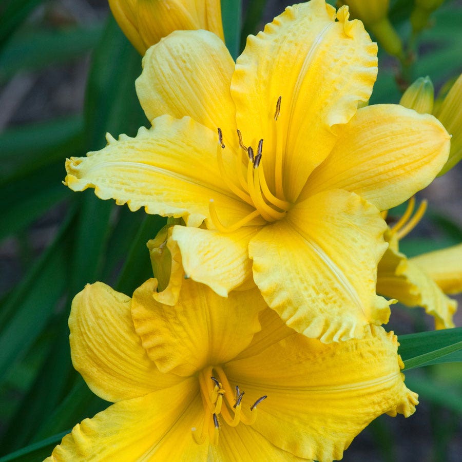 Hemerocallis 'Fragrant Returns' Daylily