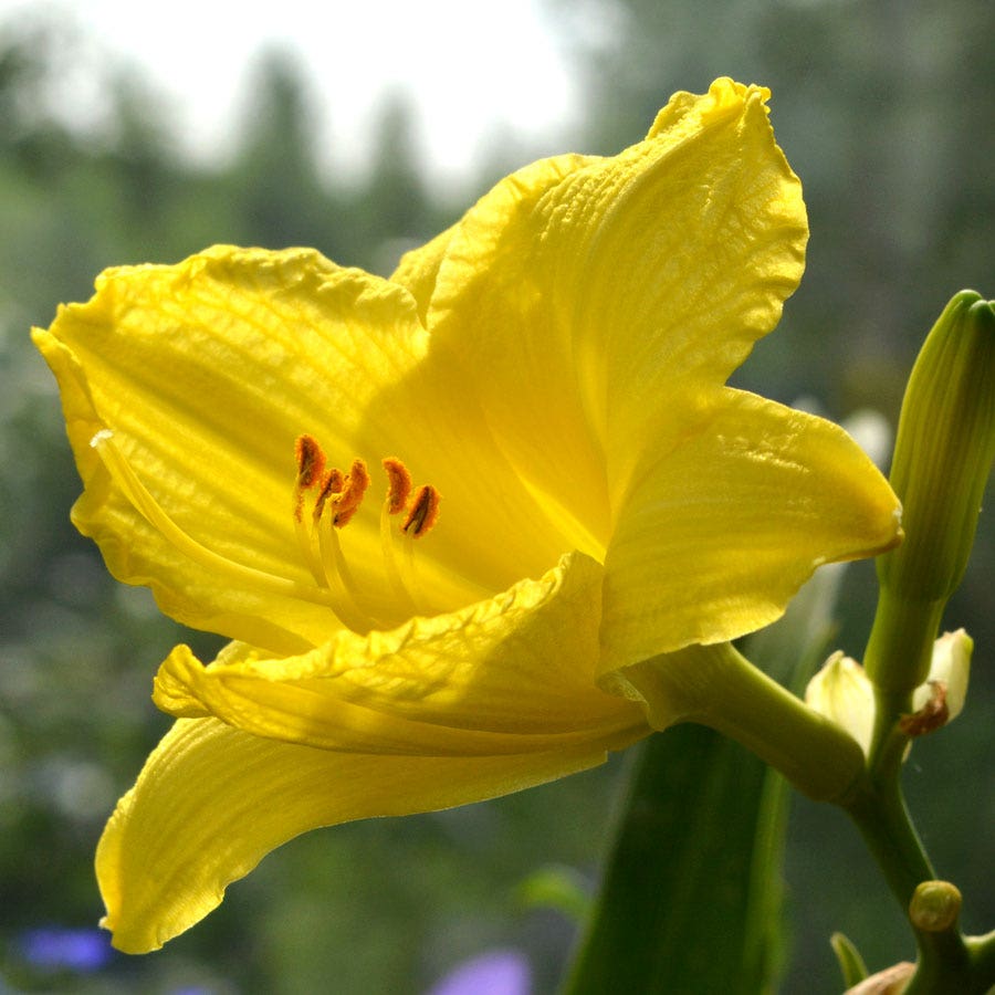 Hemerocallis 'Fragrant Returns' Daylily