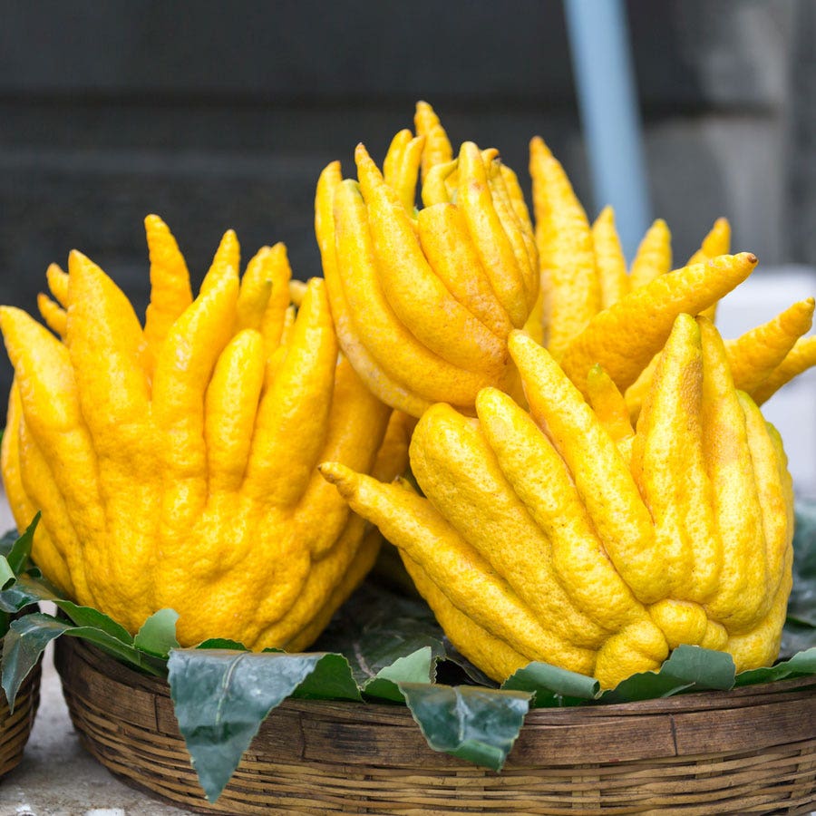 Citrus Buddha's Hand Citron Tree