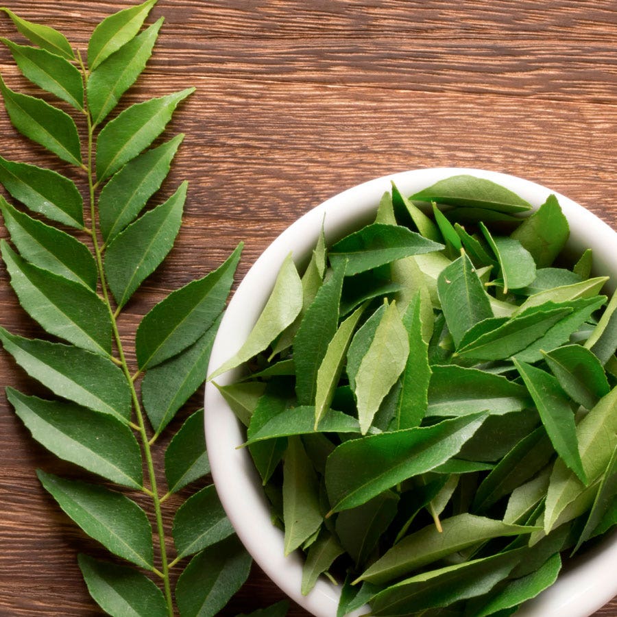 Bergera Curry Leaf Tree