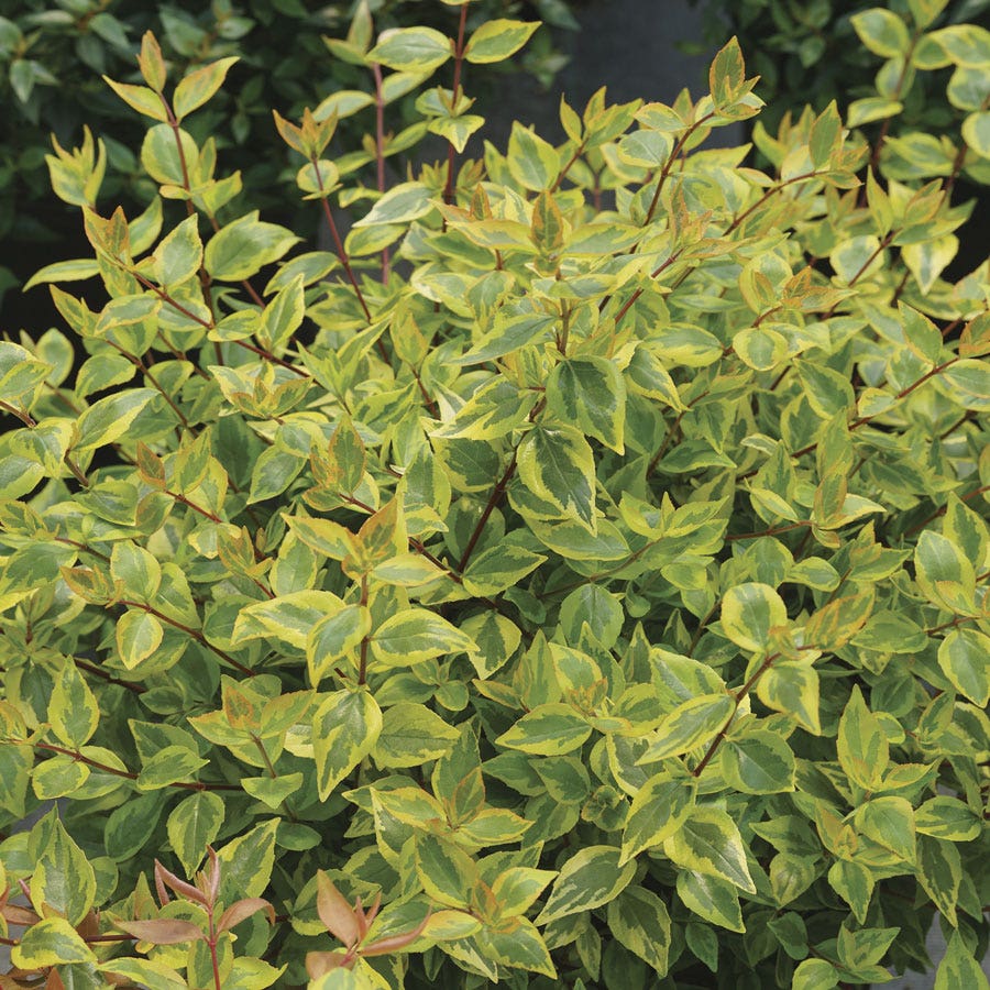 Abelia Brilliantina™