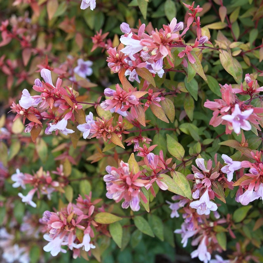Abelia Poco Loco™